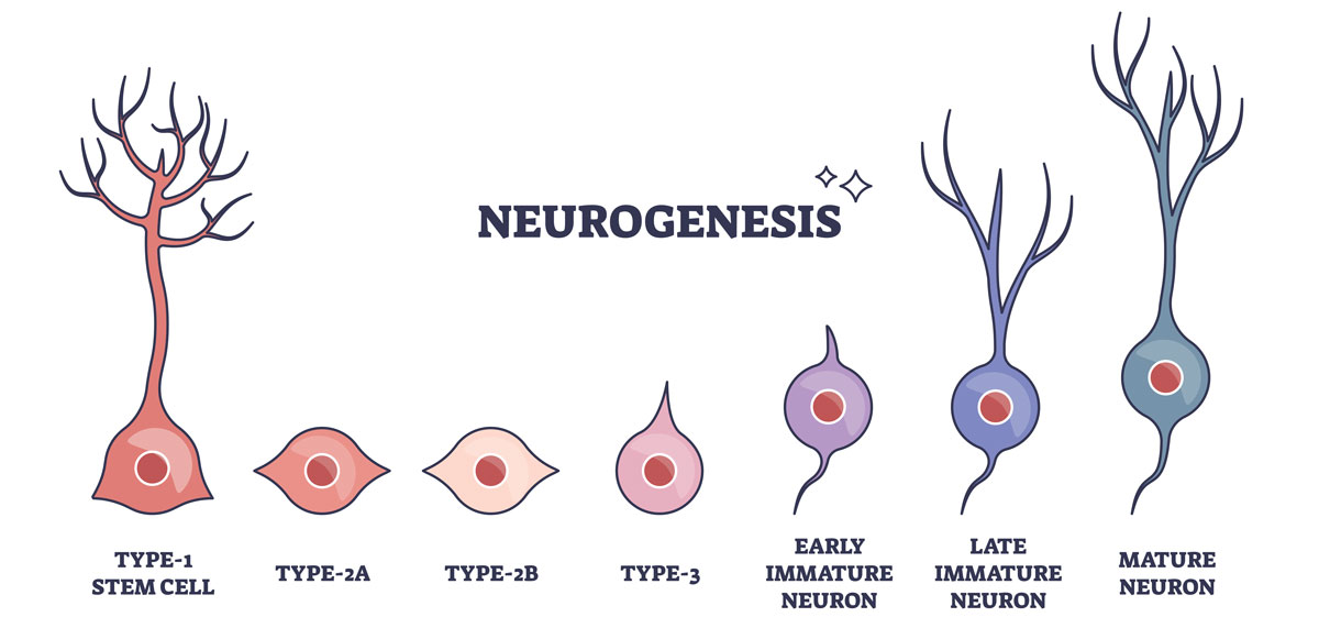 Neurogenesis process
